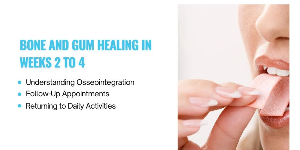 Bone and Gum Healing in Weeks 2 to 4
